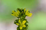 Spotted St. Johnswort